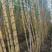 广东青皮甘蔗基地供货，全国发货，量大从优，欢迎电话联系