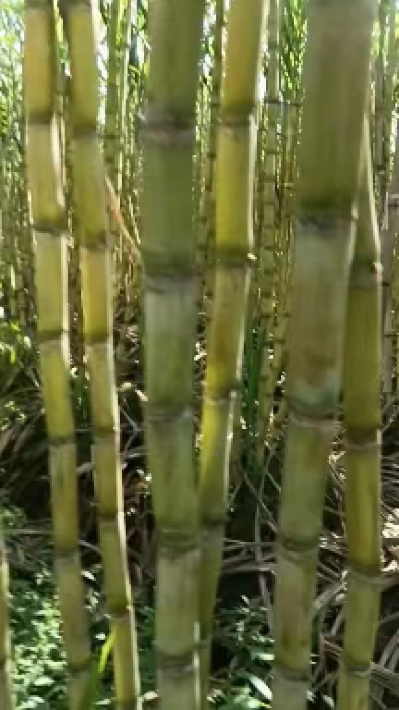 广东青皮甘蔗基地供货，全国发货，量大从优，欢迎电话联系