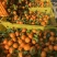 广西桂林《出口贸易》砂糖橘纯甜无渣产地直发