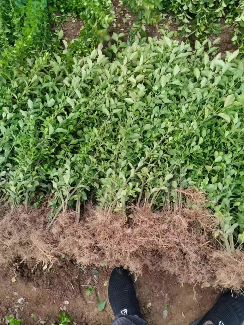 【卫矛】宿迁卫矛杯苗包成活根系粗壮耐运输按需求分拣打包
