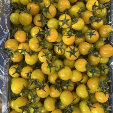 盘锦碱地种植黄姑娘下来了
