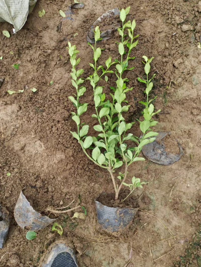卫矛杯苗基地，杯苗地苗，色泽鲜艳，植株健壮，各种规格齐全