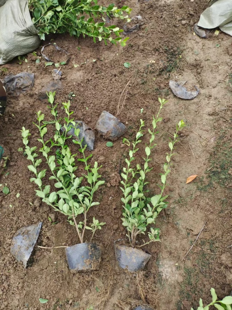 卫矛杯苗基地，杯苗地苗，色泽鲜艳，植株健壮，各种规格齐全