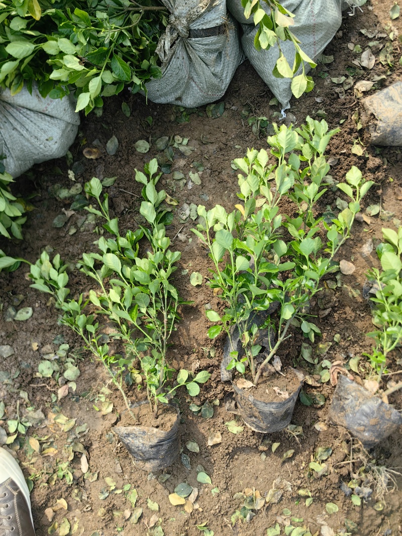 卫矛杯苗基地，杯苗地苗，色泽鲜艳，植株健壮，各种规格齐全