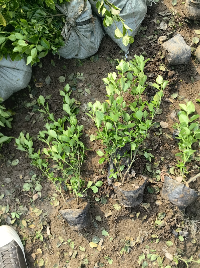 卫矛杯苗基地，杯苗地苗，色泽鲜艳，植株健壮，各种规格齐全