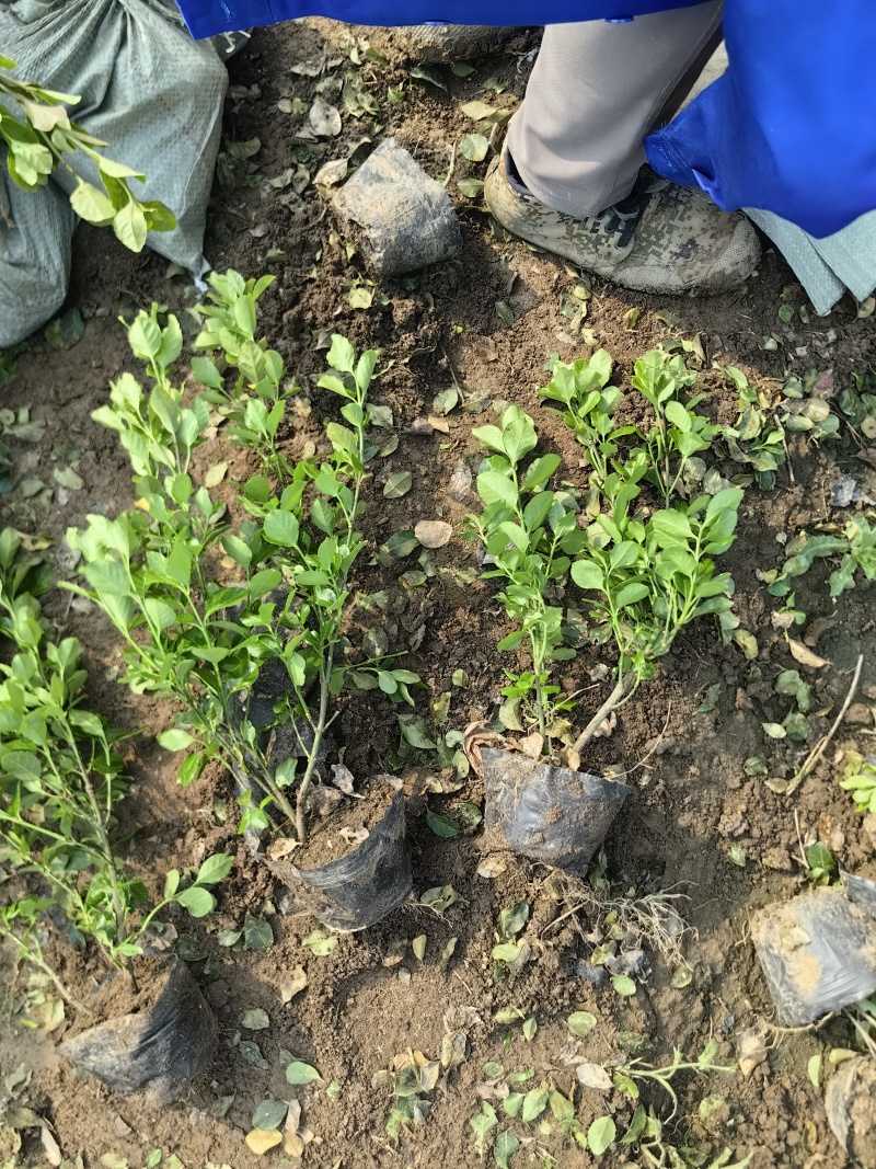 卫矛杯苗基地，杯苗地苗，色泽鲜艳，植株健壮，各种规格齐全