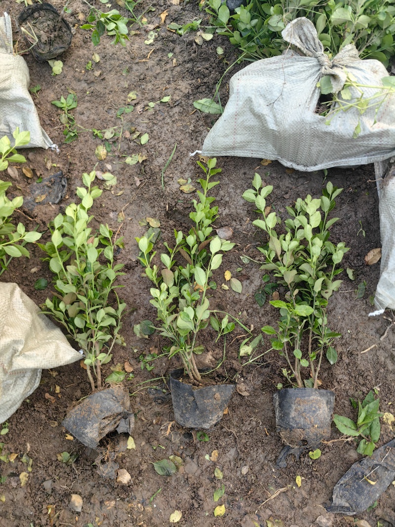 卫矛杯苗基地，杯苗地苗，色泽鲜艳，植株健壮，各种规格齐全