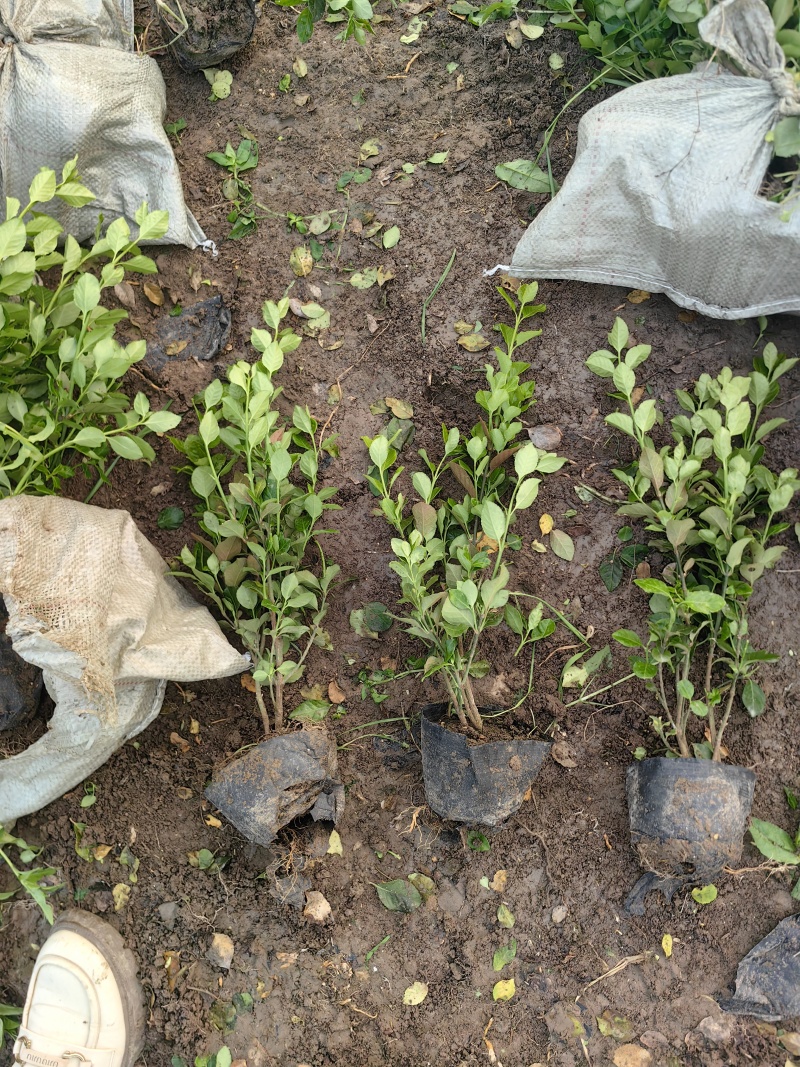 卫矛杯苗基地，杯苗地苗，色泽鲜艳，植株健壮，各种规格齐全