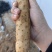 榆林白玉山药，产地直发，次一点的大货，对路联系。价格合适