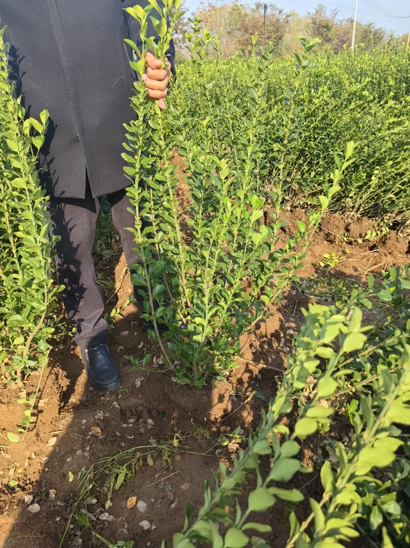 卫矛基地，杯苗地苗，色泽鲜艳，植株健壮，各种规格齐全