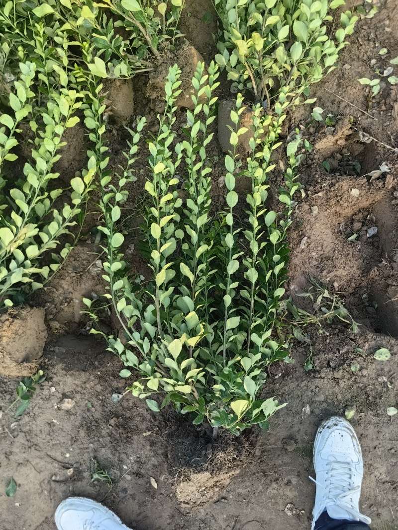卫矛基地，杯苗地苗，色泽鲜艳，植株健壮，各种规格齐全