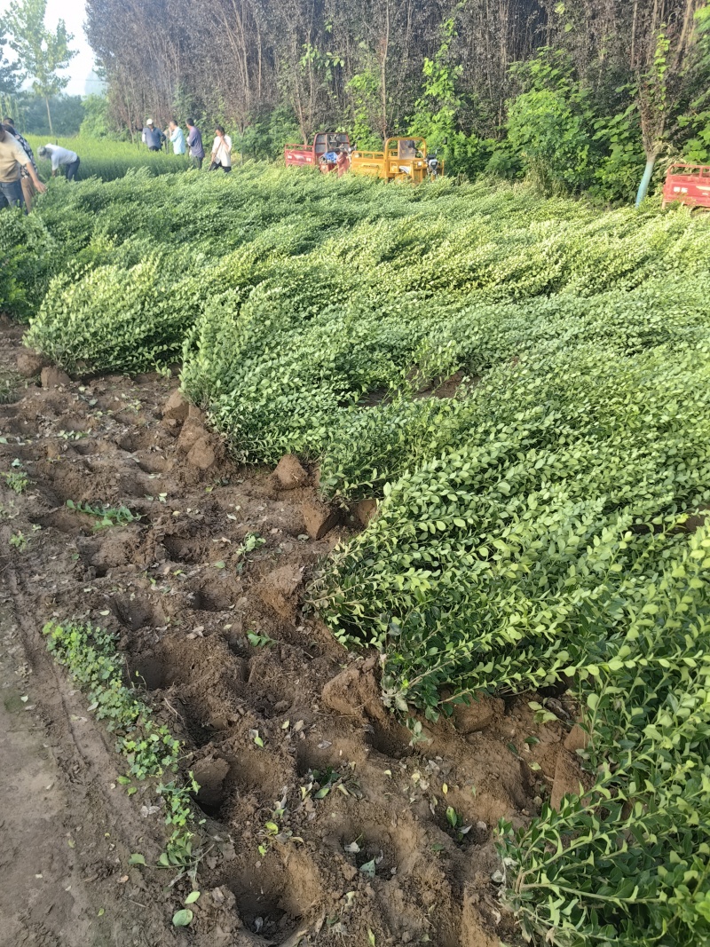 卫矛基地，杯苗地苗，色泽鲜艳，植株健壮，各种规格齐全