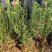 卫矛基地，杯苗地苗，色泽鲜艳，植株健壮，各种规格齐全