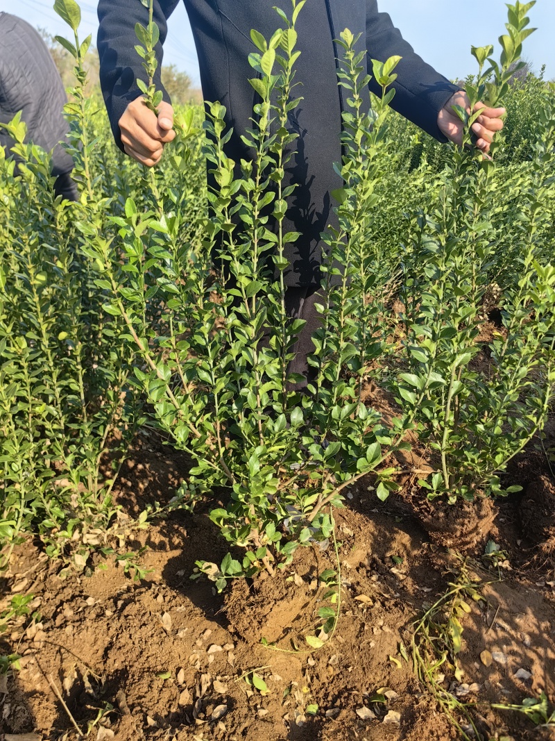 卫矛基地，杯苗地苗，色泽鲜艳，植株健壮，各种规格齐全