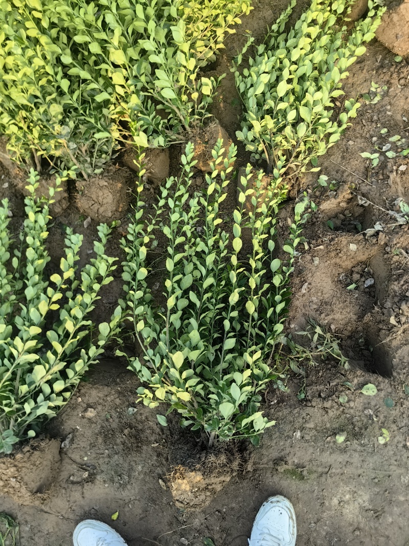 卫矛基地，杯苗地苗，色泽鲜艳，植株健壮，各种规格齐全