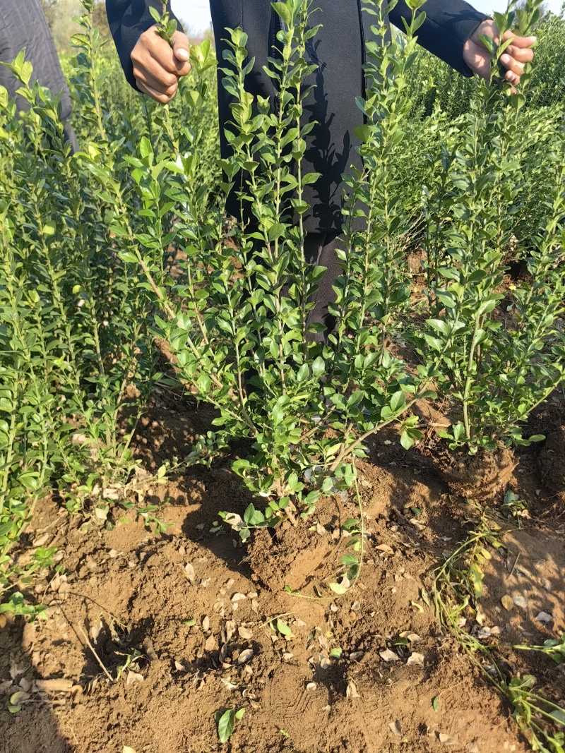 卫矛基地，杯苗地苗，色泽鲜艳，植株健壮，各种规格齐全