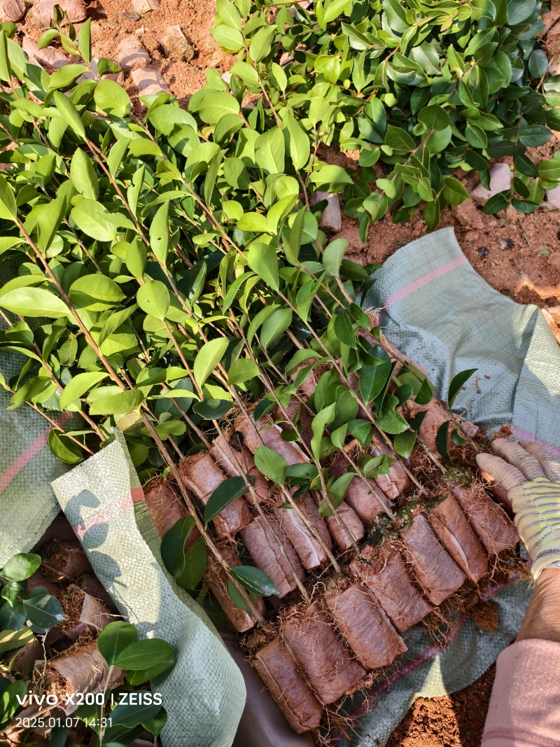 油茶苗直生苗杯苗，软枝油茶苗小杯苗，中杯苗