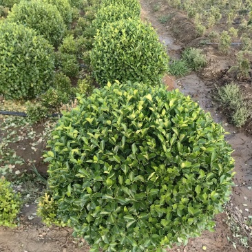 卫矛球基地，杯苗地苗，色泽鲜艳，植株健壮，各种规格齐全