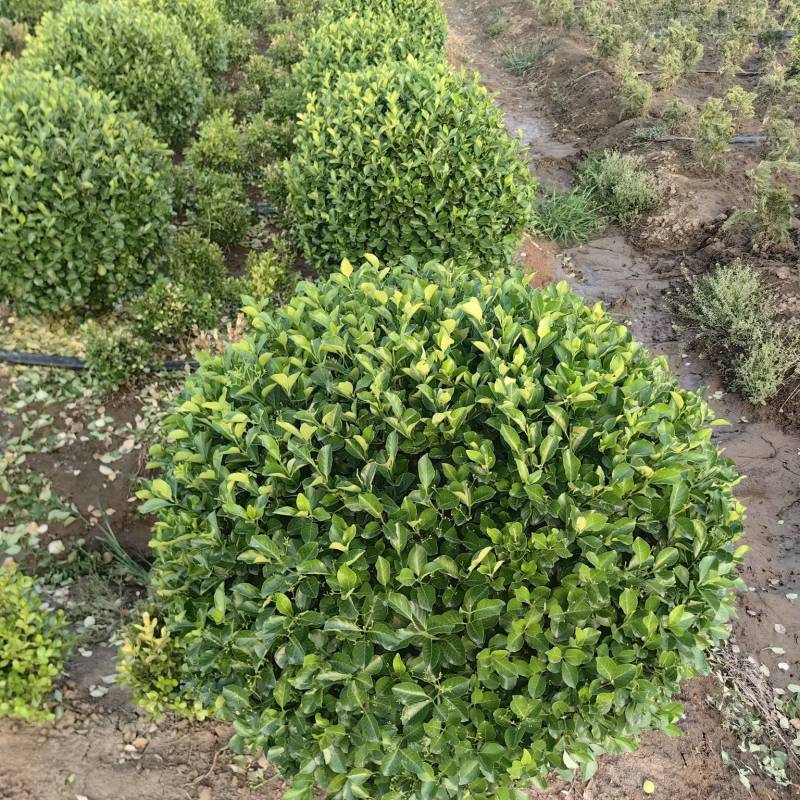 卫矛球基地，杯苗地苗，色泽鲜艳，植株健壮，各种规格齐全