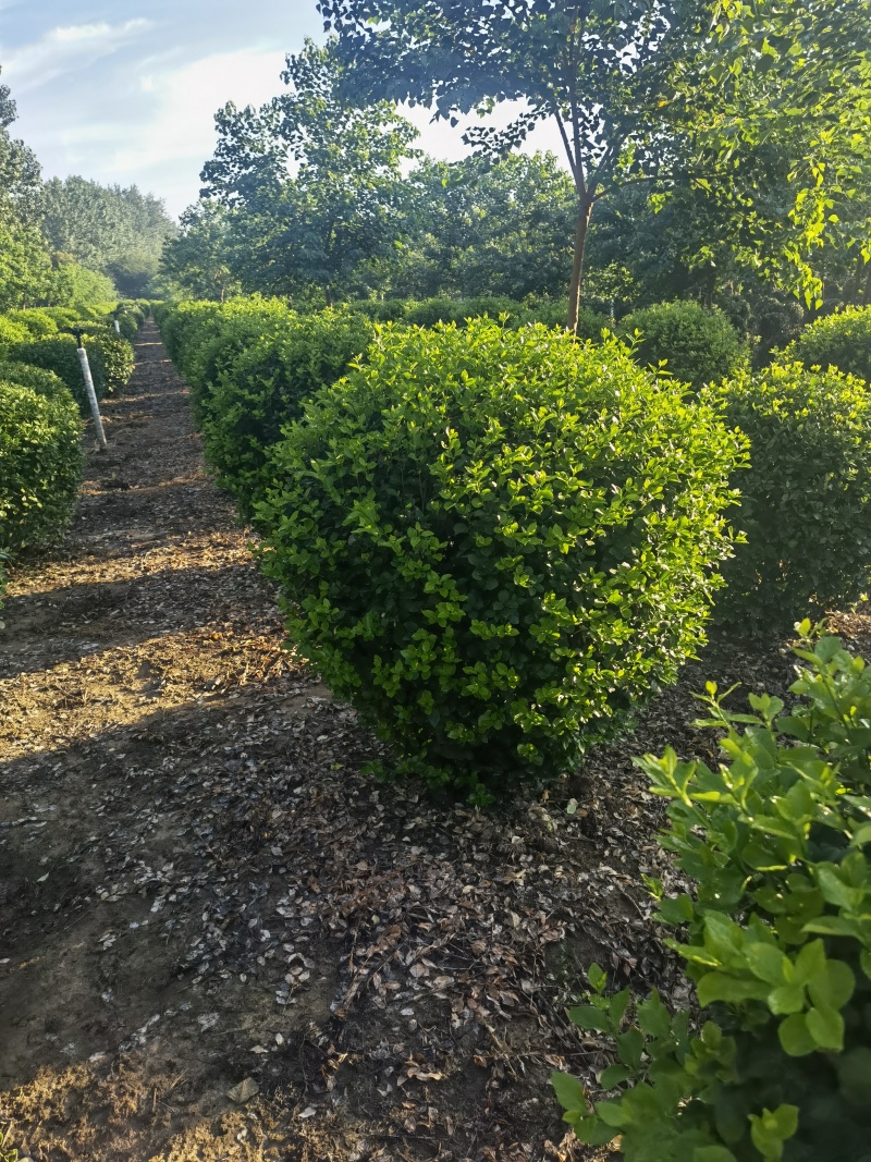 卫矛球基地，杯苗地苗，色泽鲜艳，植株健壮，各种规格齐全