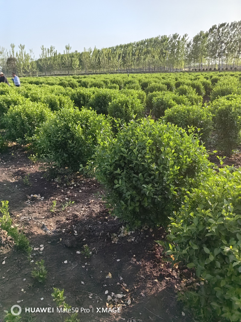 卫矛球基地，杯苗地苗，色泽鲜艳，植株健壮，各种规格齐全