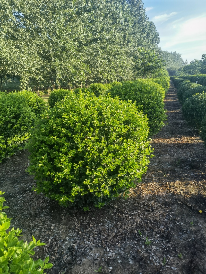 卫矛球基地，杯苗地苗，色泽鲜艳，植株健壮，各种规格齐全