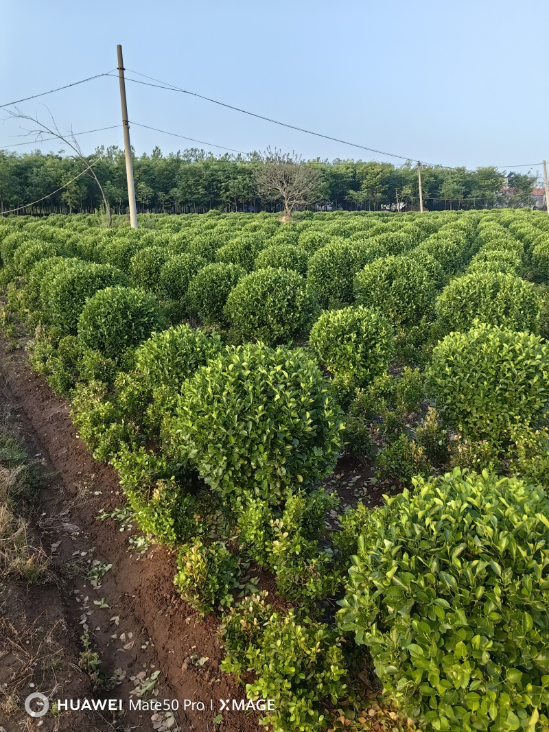 卫矛球基地，杯苗地苗，色泽鲜艳，植株健壮，各种规格齐全