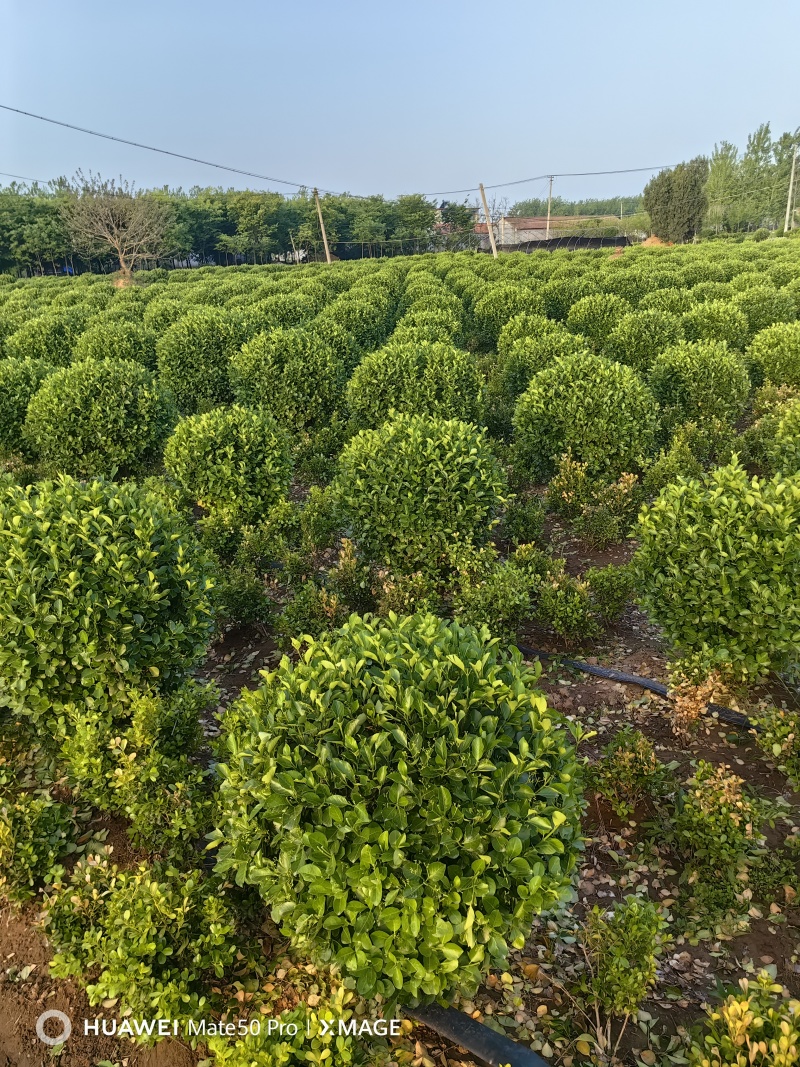 卫矛球基地，杯苗地苗，色泽鲜艳，植株健壮，各种规格齐全