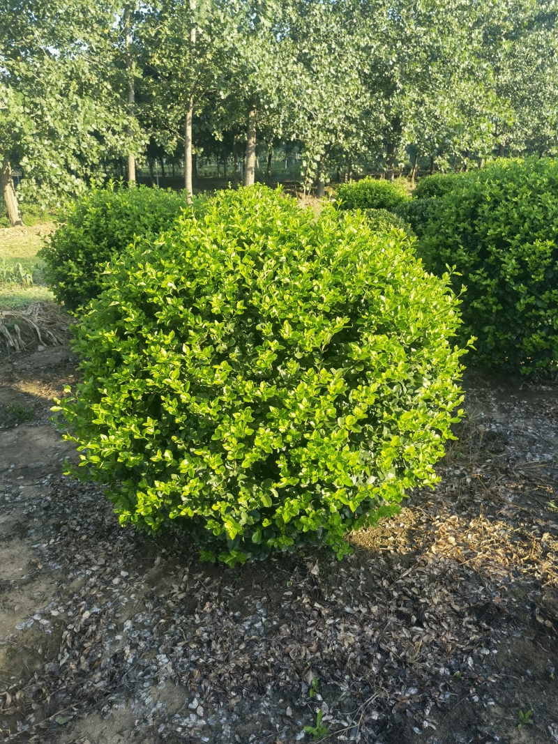 卫矛球基地，杯苗地苗，色泽鲜艳，植株健壮，各种规格齐全