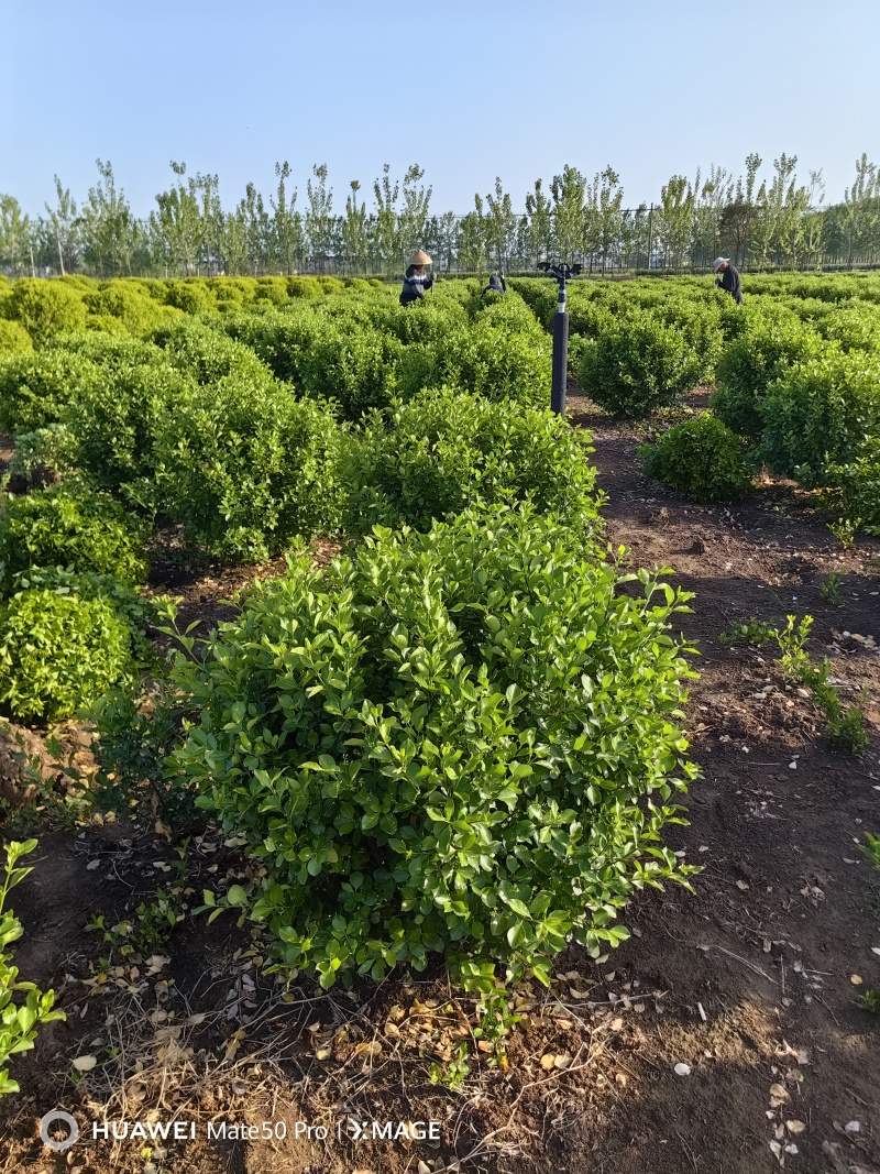 卫矛球基地，杯苗地苗，色泽鲜艳，植株健壮，各种规格齐全