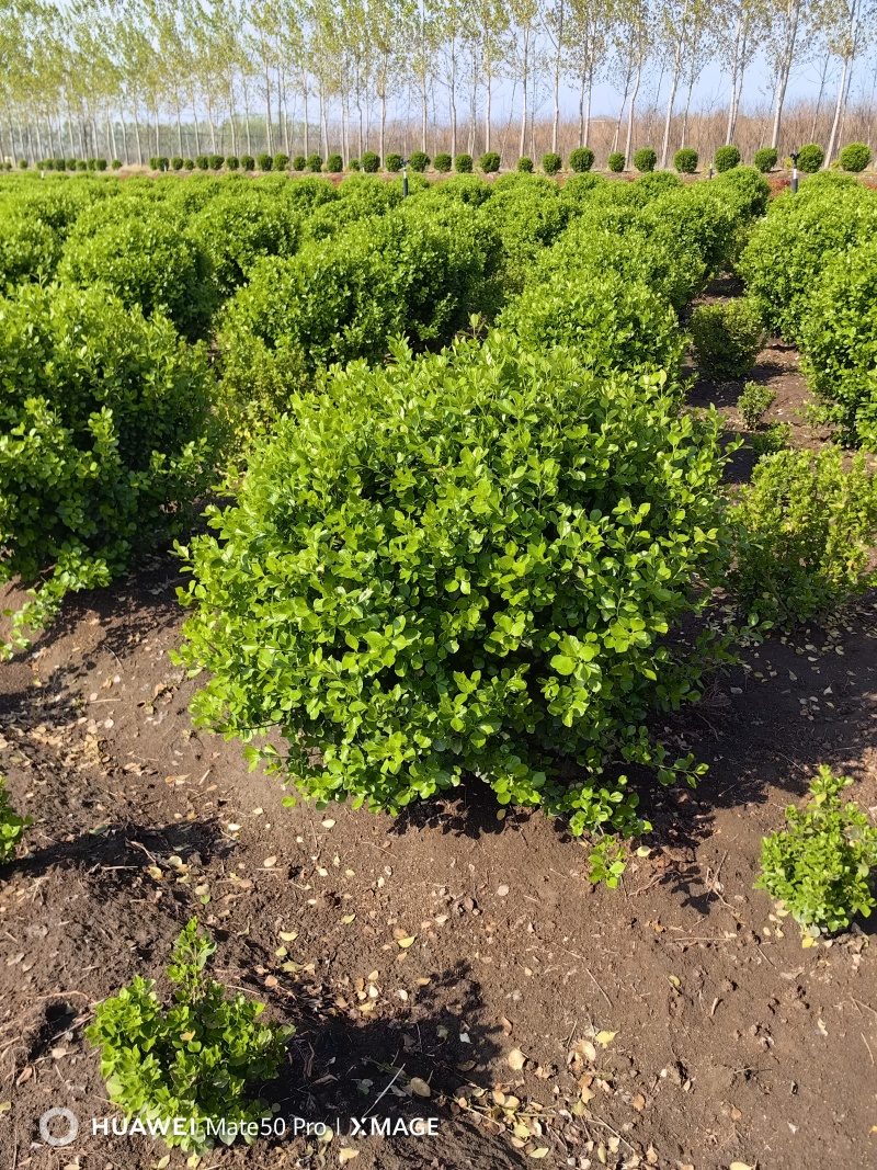 卫矛球基地，杯苗地苗，色泽鲜艳，植株健壮，各种规格齐全
