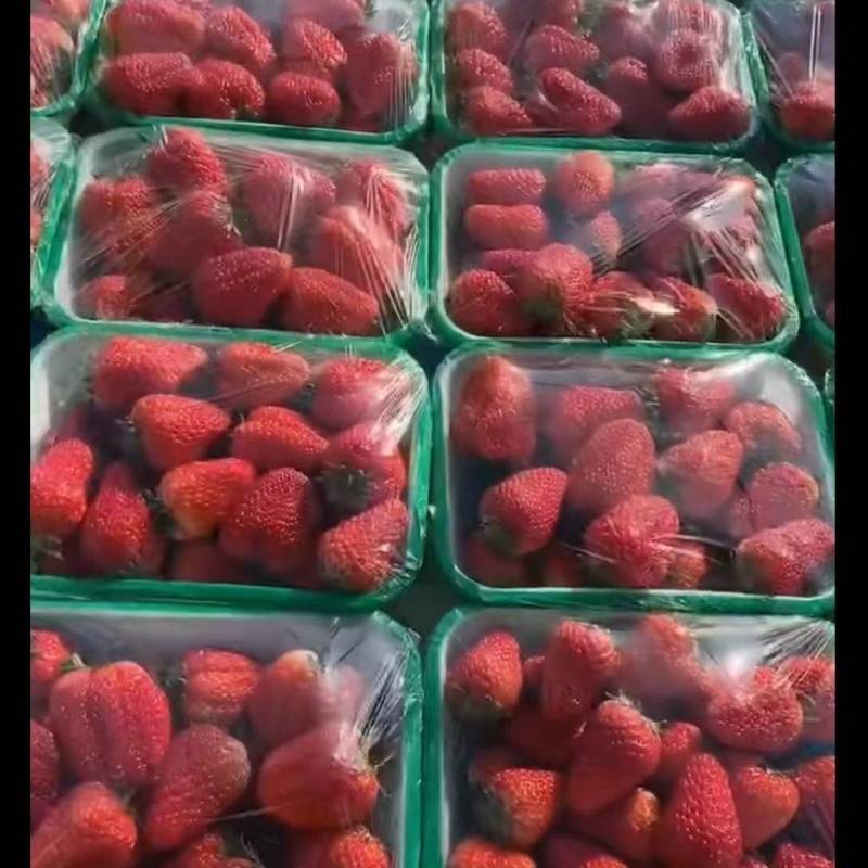 精品草莓