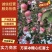 万荣冰糖心纸加膜，羊奶苹果、脆甜多汁，产地供货。