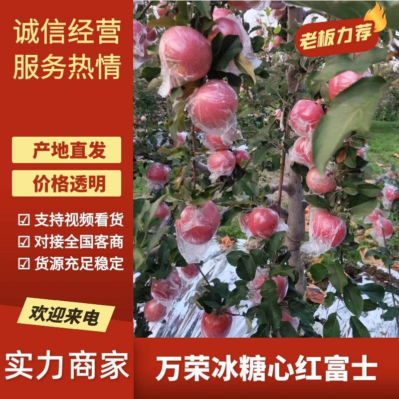 万荣冰糖心纸加膜，羊奶苹果、脆甜多汁，产地供货。