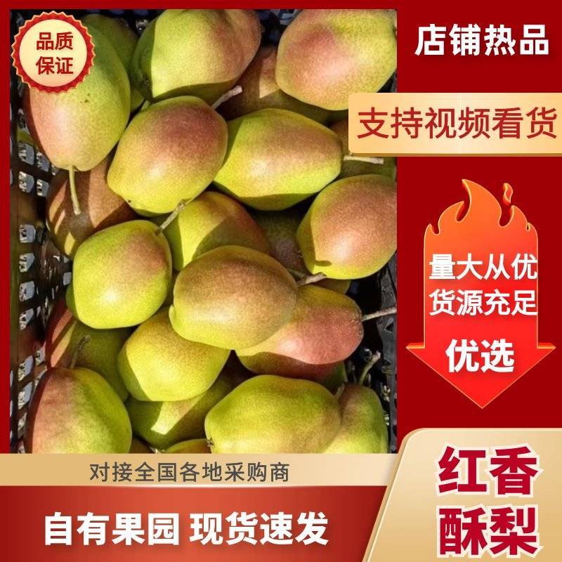 红香酥梨产地直销一手货源，量大从优，可视频。
