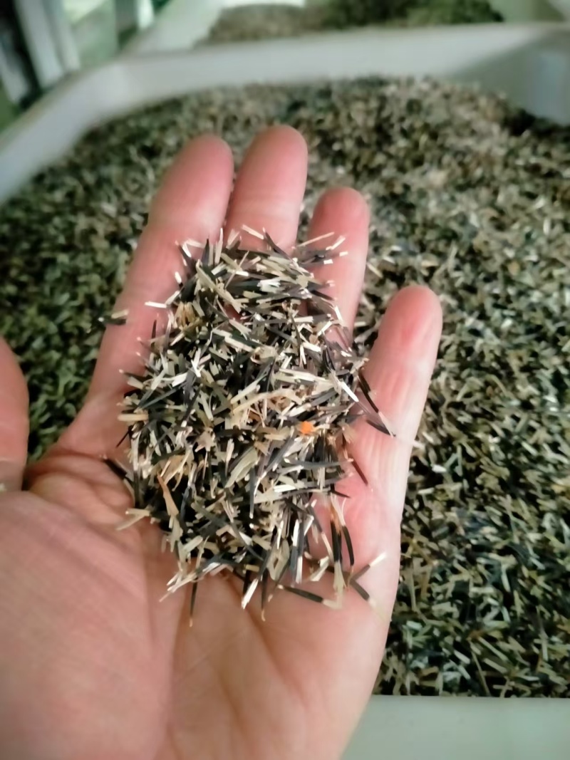 万寿菊种子室内外花草种籽四季种易活庭院公园花卉植物易种花