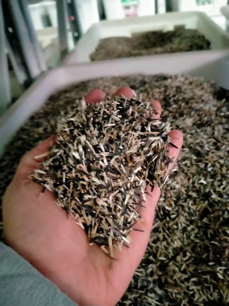 万寿菊种子室内外花草种籽四季种易活庭院公园花卉植物易种花