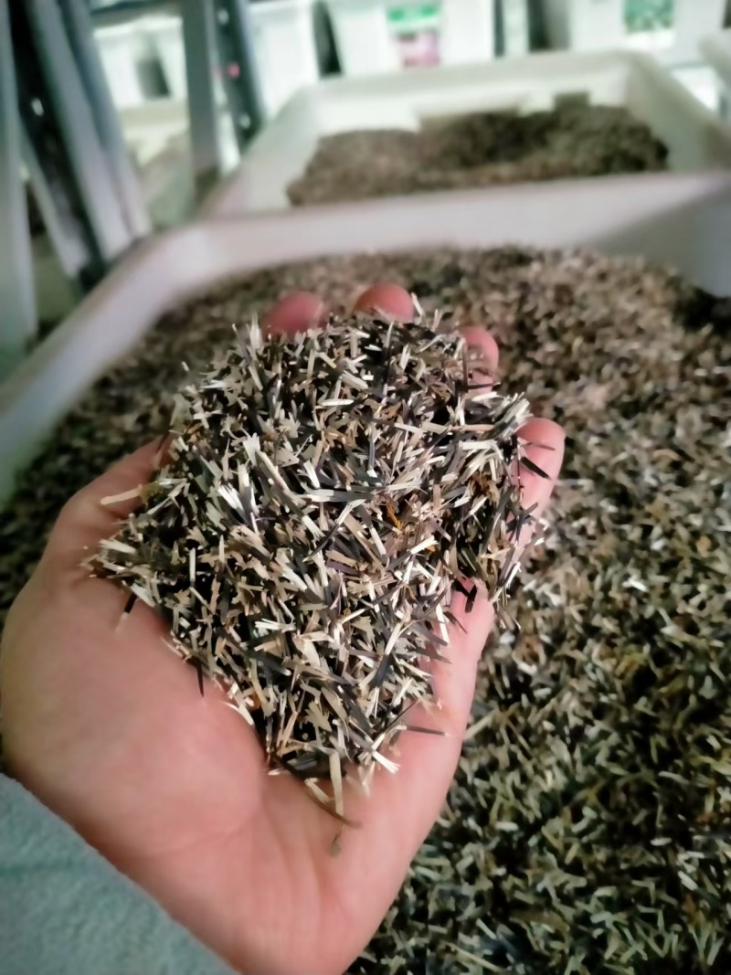 万寿菊种子室内外花草种籽四季种易活庭院公园花卉植物易种花