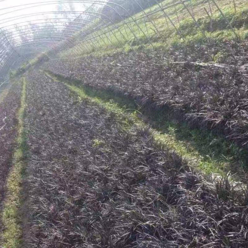 精品黑麦冬优质黑麦冬