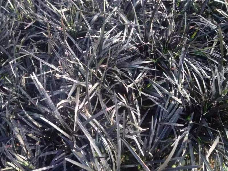 精品黑麦冬优质黑麦冬