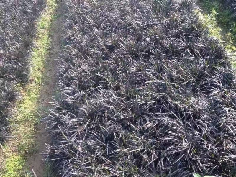 精品黑麦冬优质黑麦冬