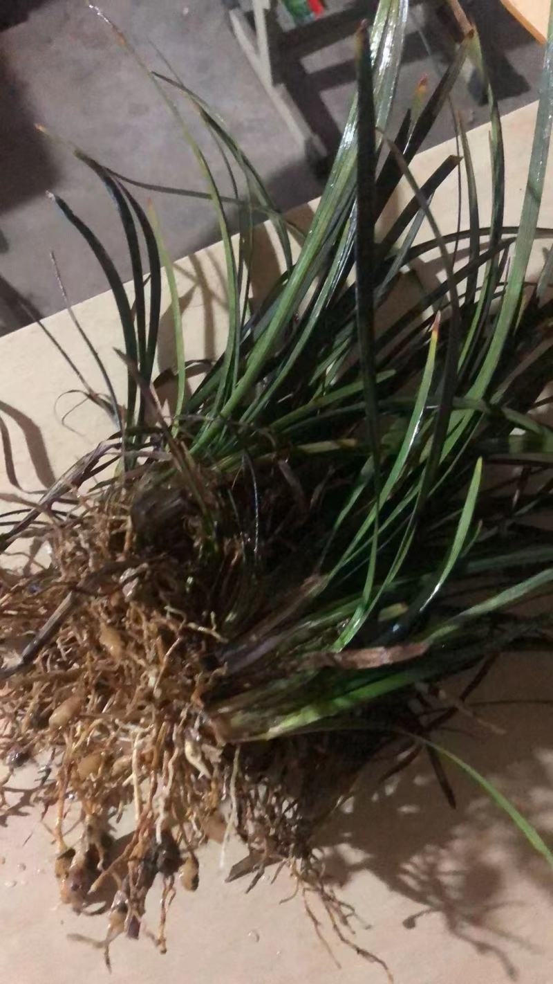 精品黑麦冬优质黑麦冬