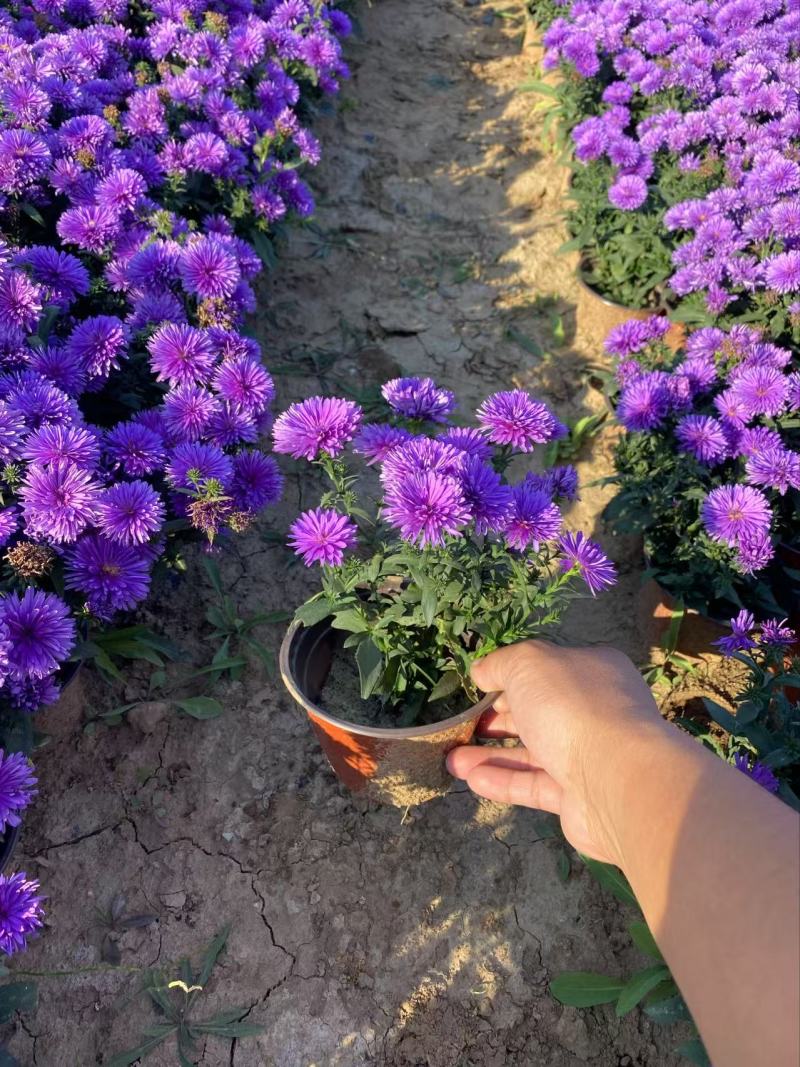精品丹麦翠菊优质丹麦翠菊自产自销