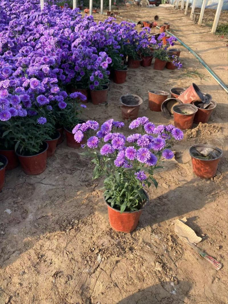 精品丹麦翠菊优质丹麦翠菊自产自销