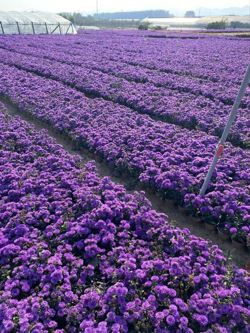 精品丹麦翠菊优质丹麦翠菊自产自销