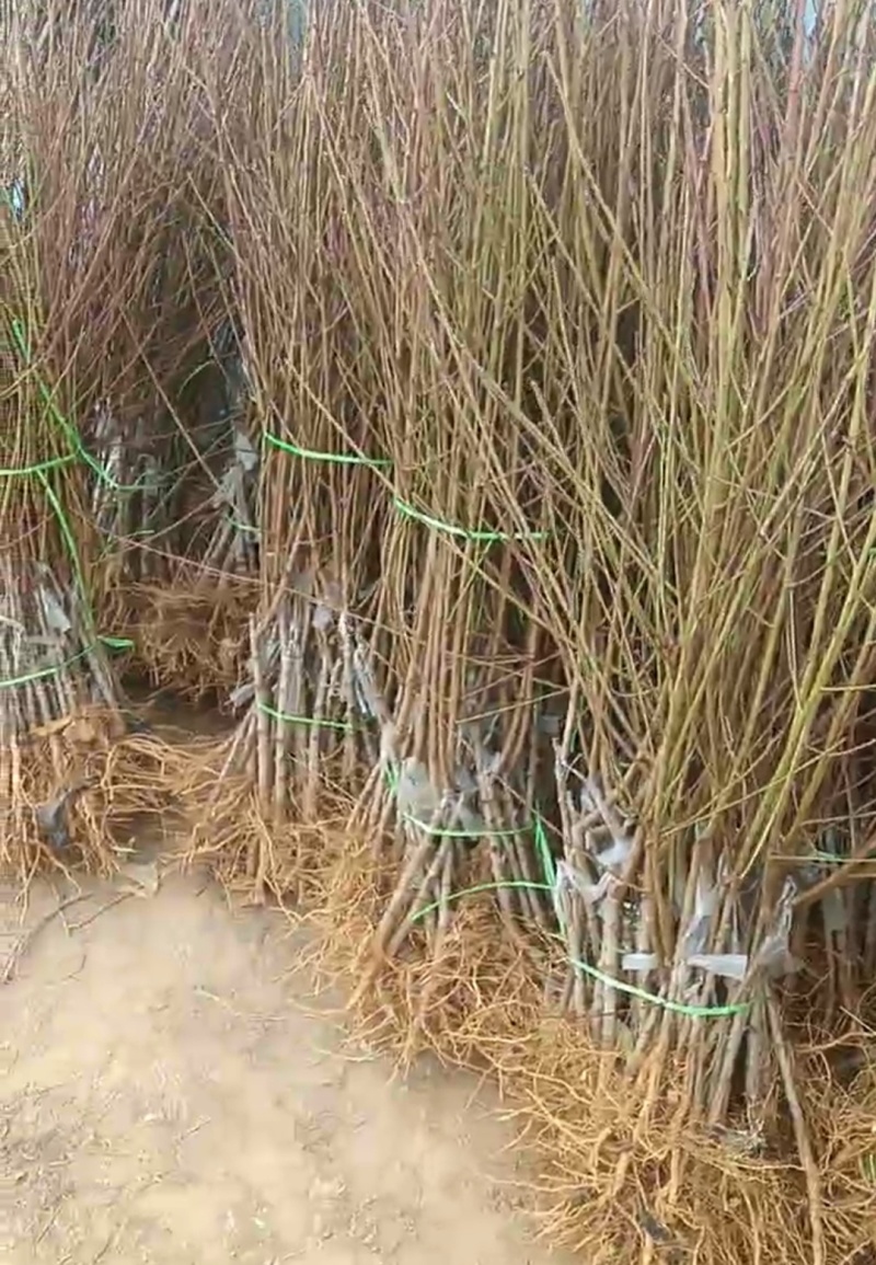 精典老品种一一锦绣黄桃，山东育苗基地