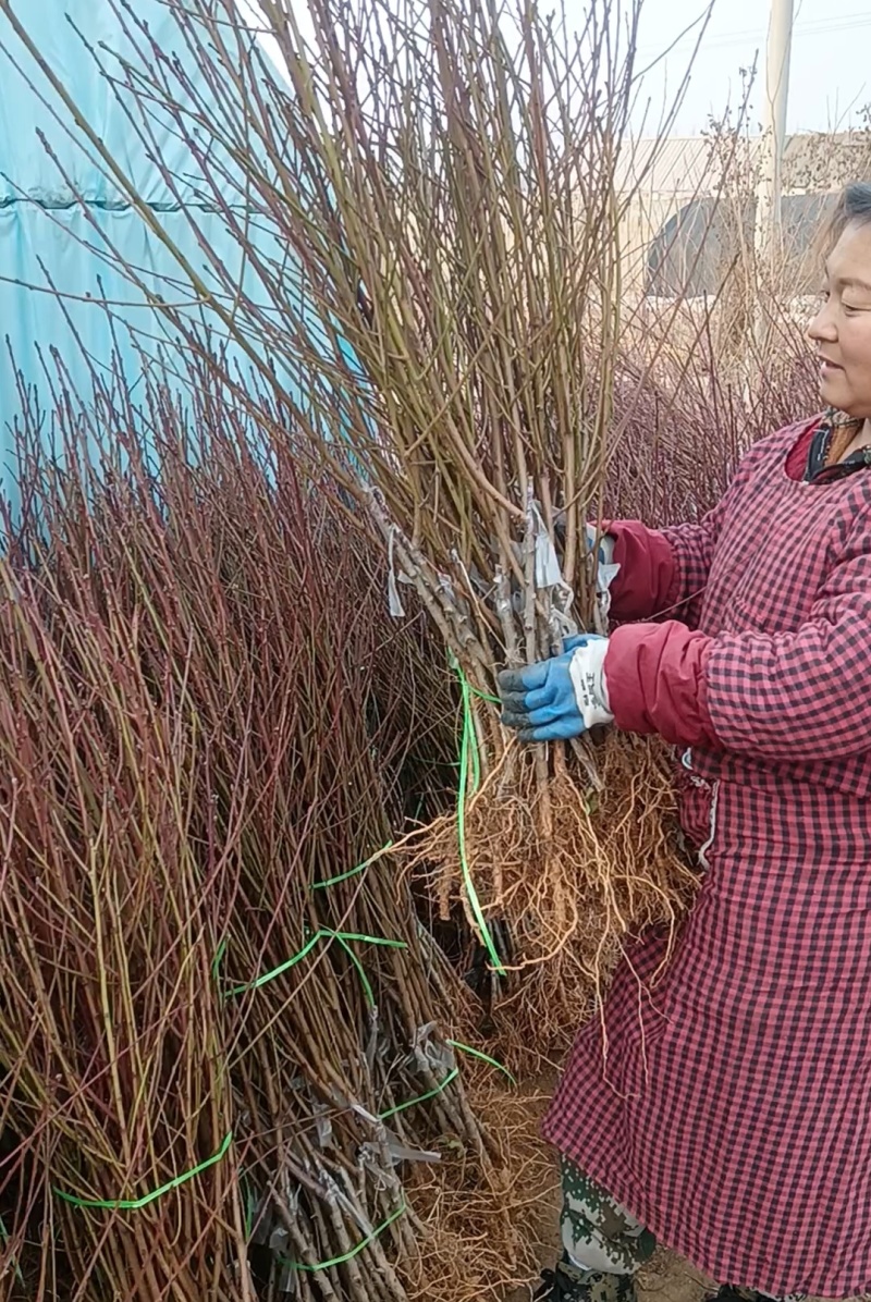 精典老品种一一锦绣黄桃，山东育苗基地