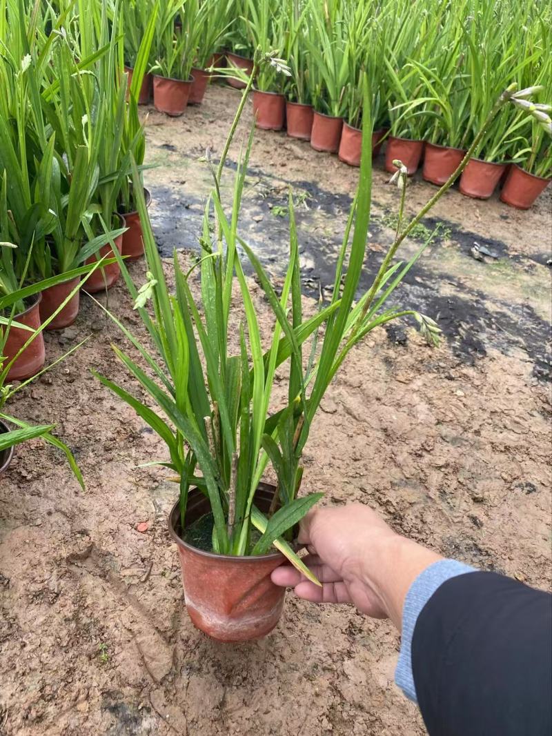 精品小苍兰