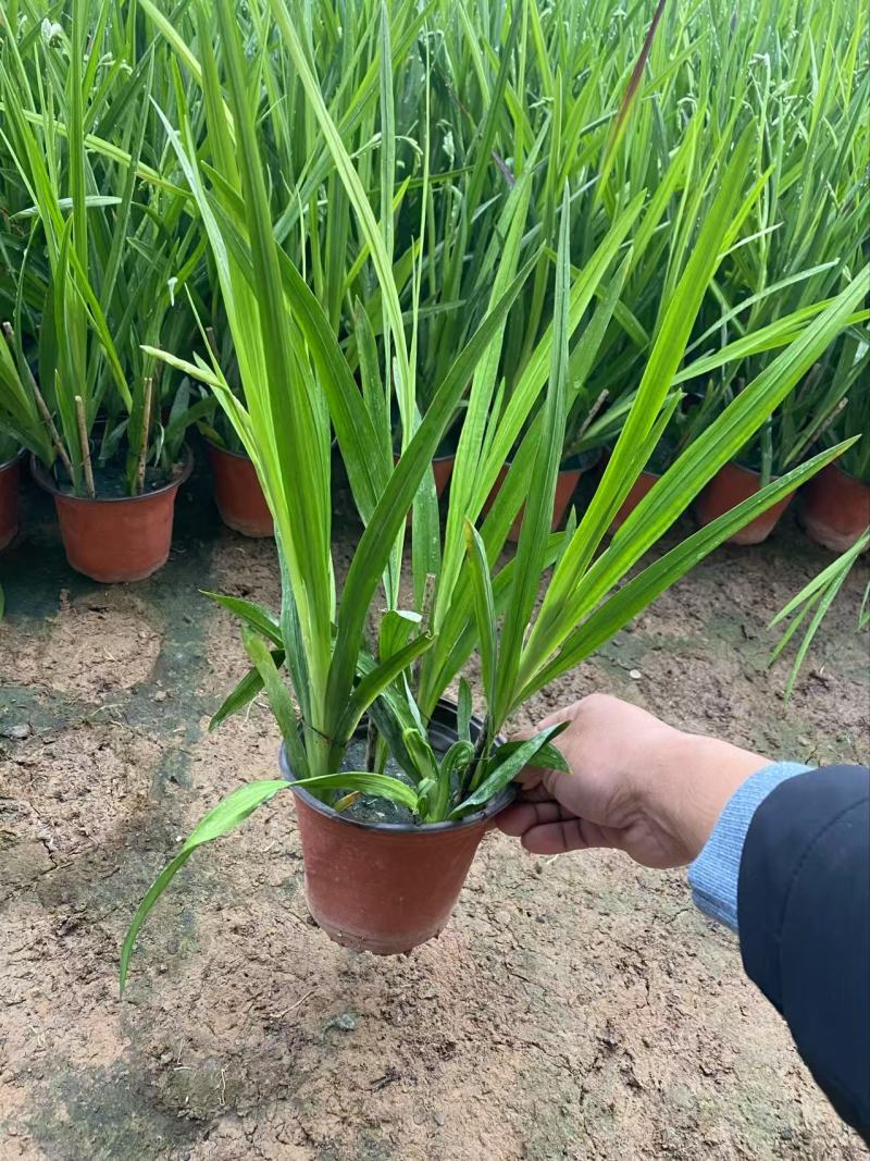 精品小苍兰