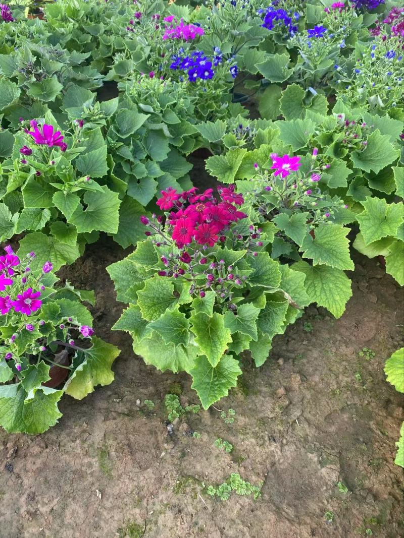 精品瓜叶菊优质瓜叶菊瓜叶菊自产自销